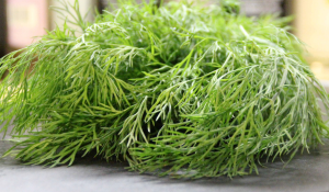 Dill Herb Uses Health Benefits and Side Effects