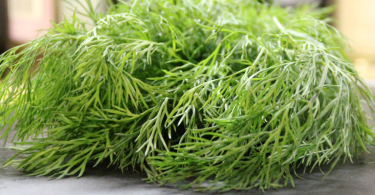 Dill Herb Uses Health Benefits and Side Effects